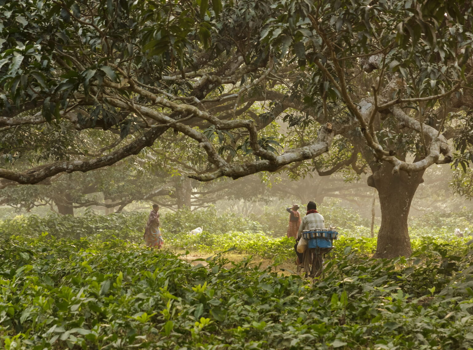 Mango Flavor Mango Uses, Pairings, & Recipes Flavor Trends