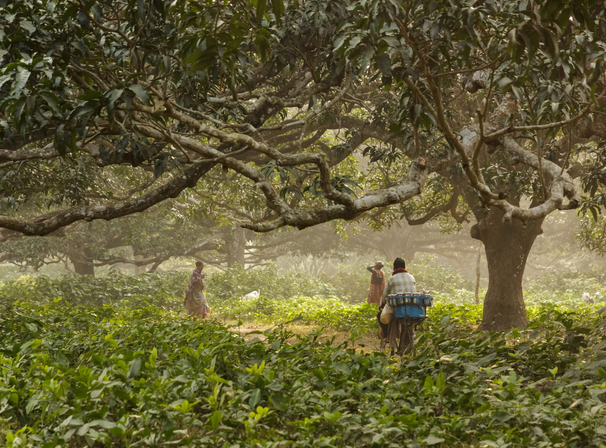 Mango Flavor Mango Uses, Pairings, & Recipes Flavor Trends