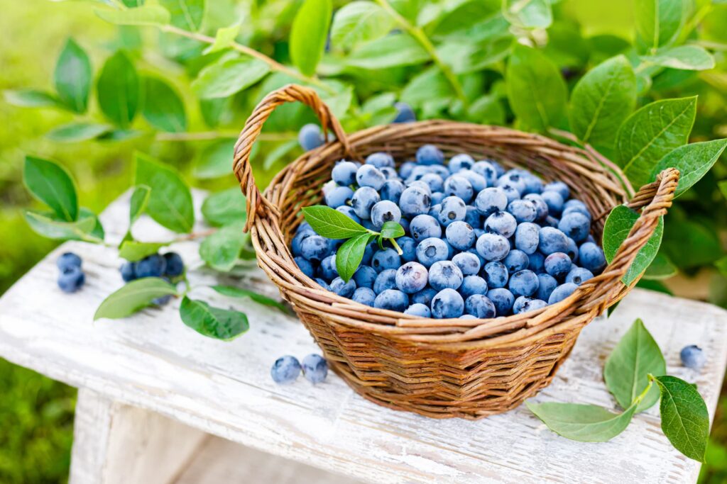 Natural Blueberry Flavor | Great Flavors - and how to use them!