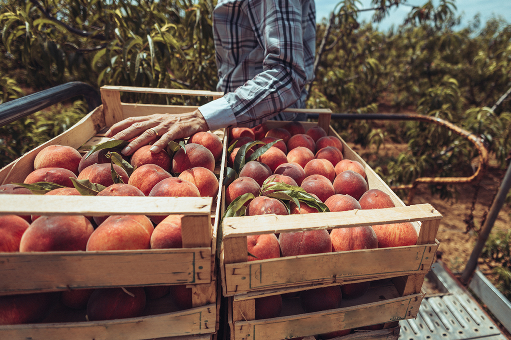 farmer putting fresh peaches into a wooden crate