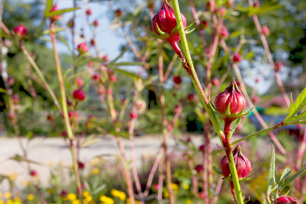 organic hibiscus flowers, organic roselle