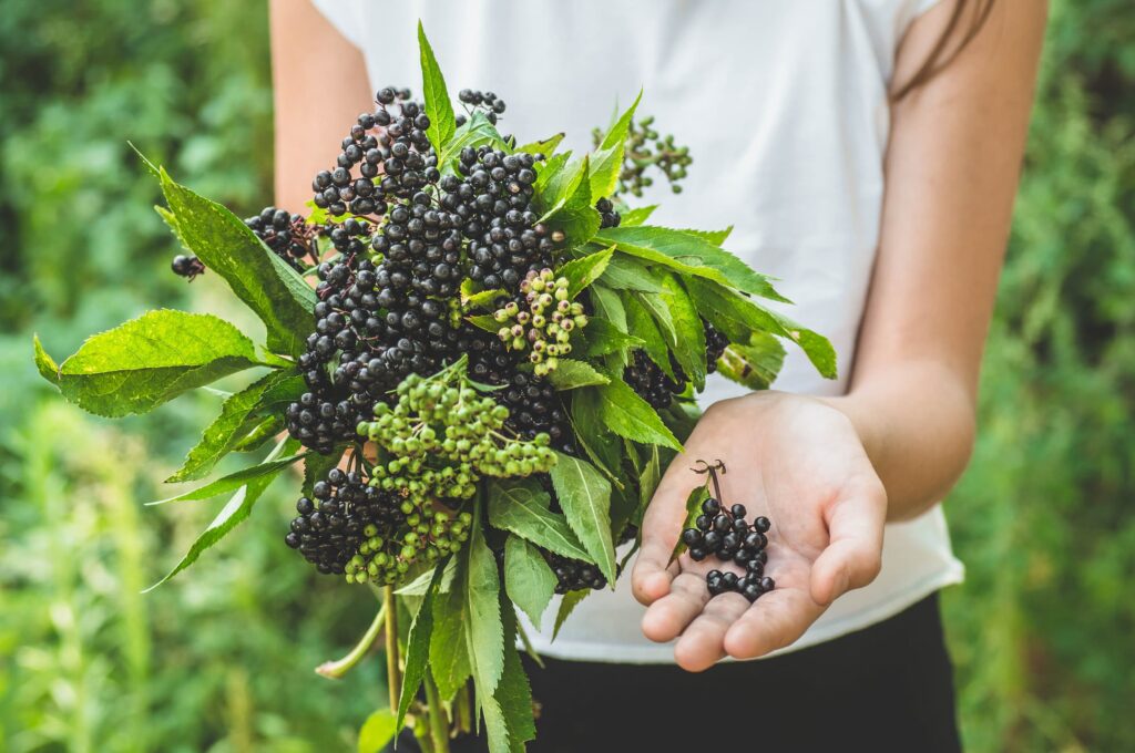 woman's hand holding fresh elderberries, elderberry beverage flavors, natural elderberry flavor