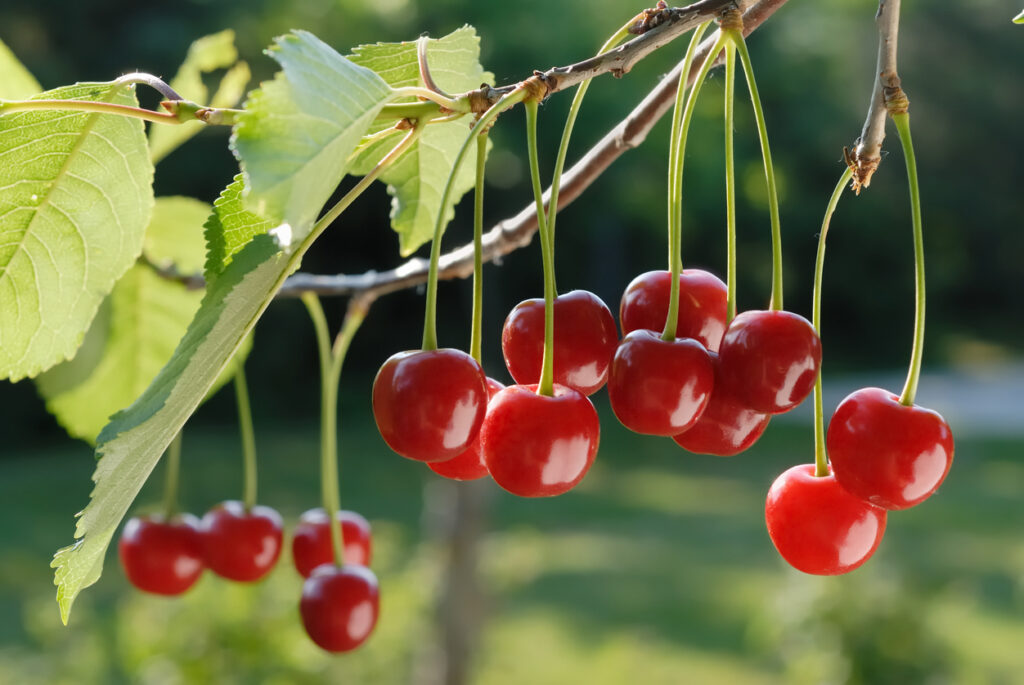 Cherries