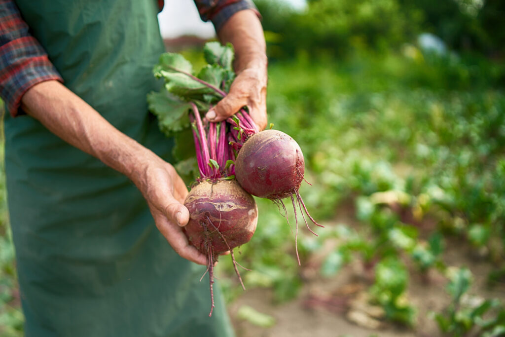 Farmer Holding Beet