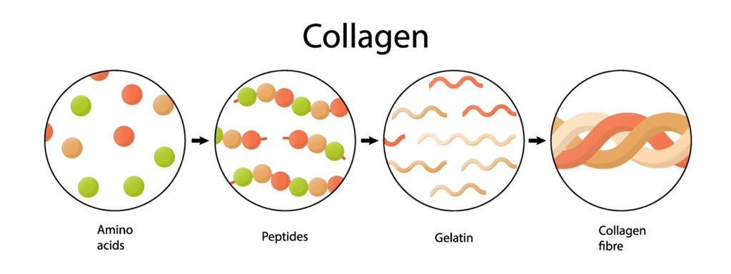 Amino Acids, Peptides, Collagen. Medical Illustration In Cartoon Style.