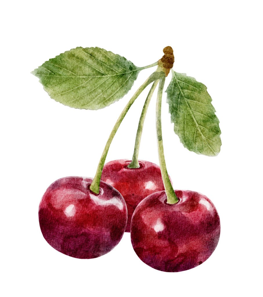 Watercolor Cherry With Leaf Isolated On White Background.