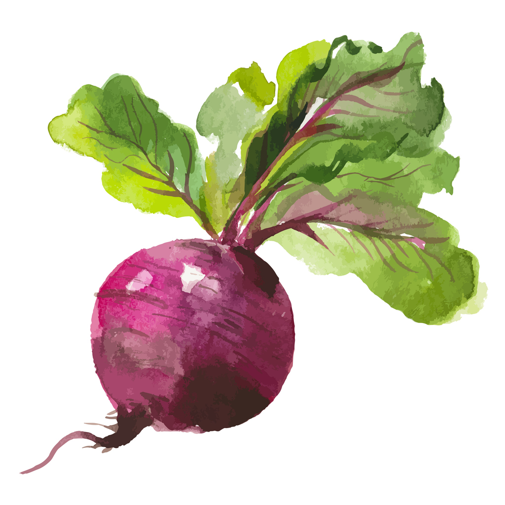 Vector Watercolor Painted Beet. Hand Drawn Fresh Food Design Element Isolated On White Background.