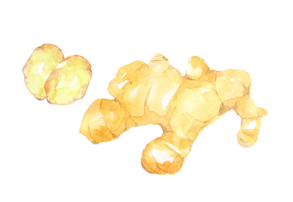 Watercolor Ginger Illustration