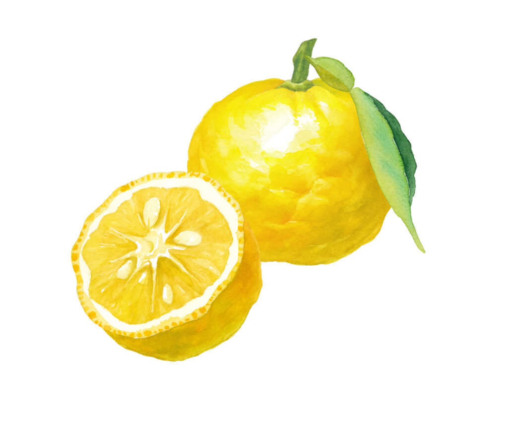 Watercolor Illustration Of Yuzu. Japanese Traditional Culture And Ingredients. (vector Data. Layout Can Be Changed And Leaves Can Be Deleted)