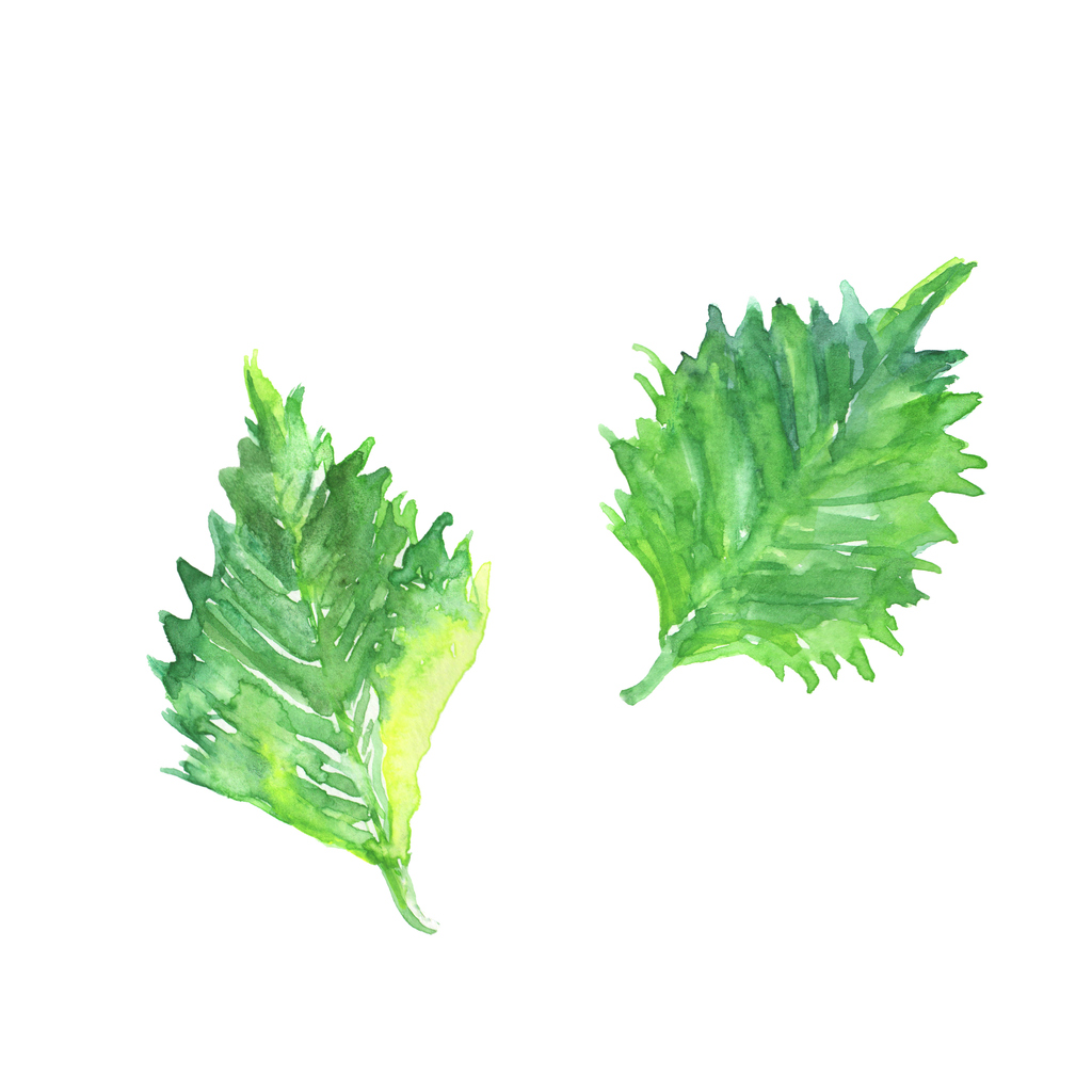 Japanese Shiso Illustration Painted By Watercolor