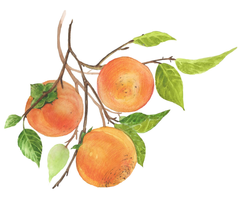 Watercolour Botanical Illustration Of The Persimmon Tree Branch With Fruits, Leaves Isolated On White Background. Christmas Fruits