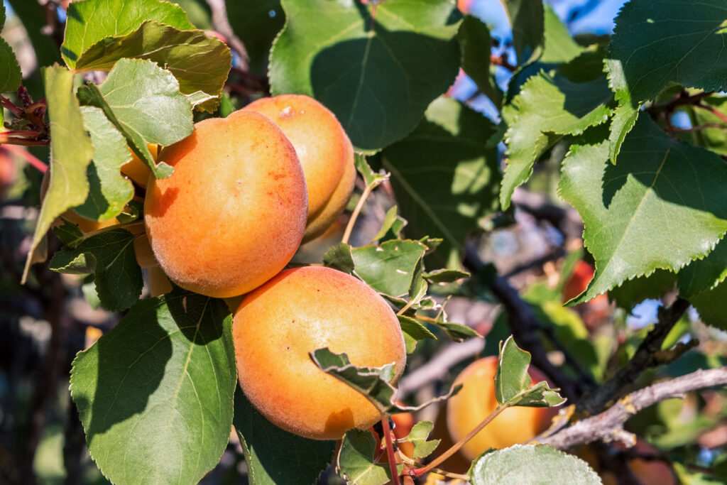 Close Up Of Ripe Blenheim Apricots On A Branch In An Orchard, summer fruit flavors