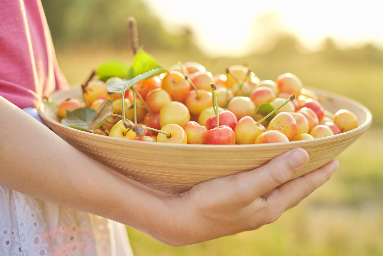Harvest Of Fresh Sweet Yellow Cherries In Bowl In Hands Of Girl
