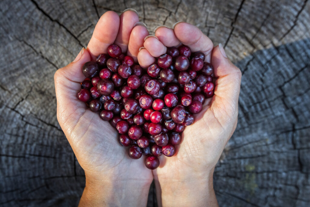 huckleberries, native berry flavors