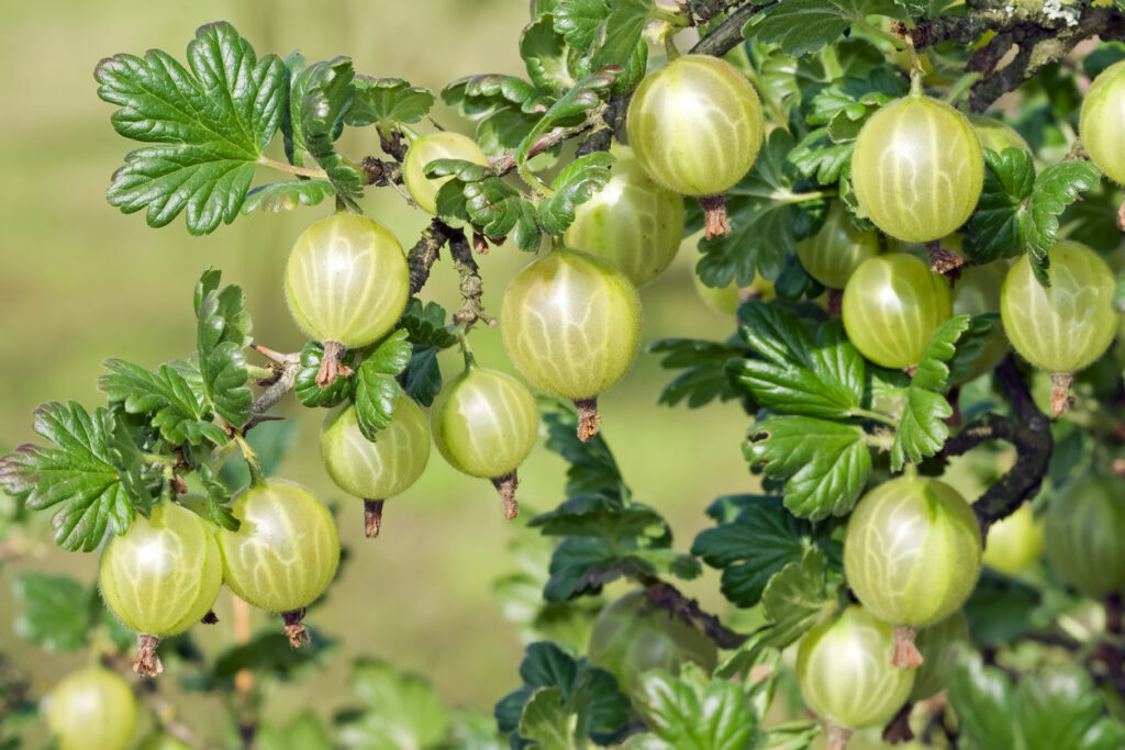 Gooseberry, American berry flavors