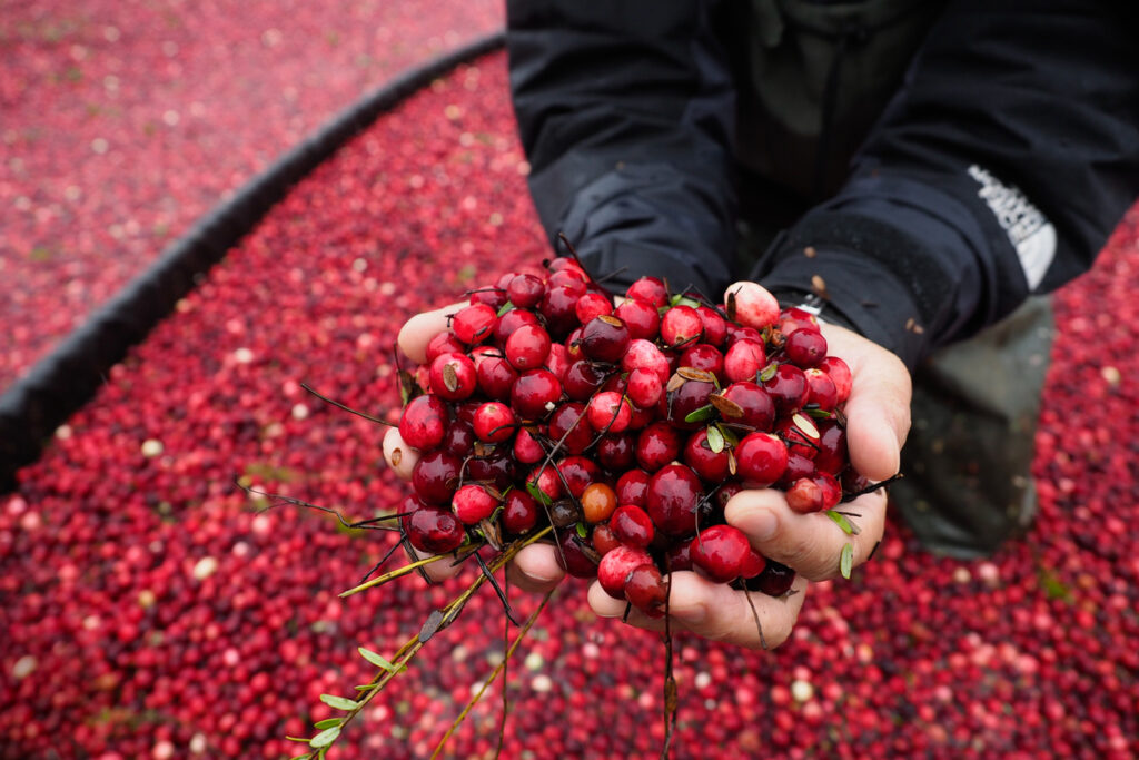Scoop Up Cranberries