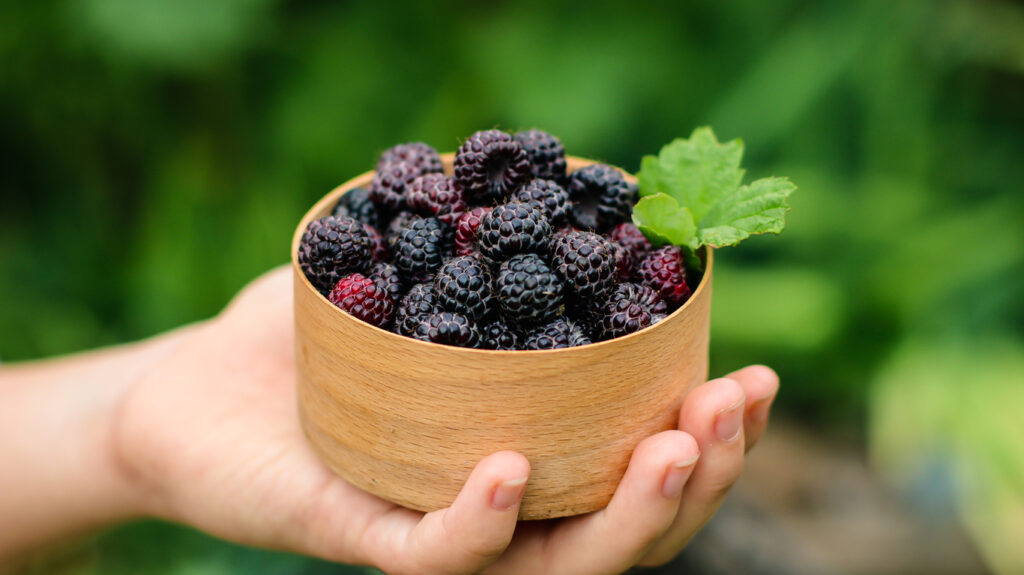 Black Raspberries In The Garden