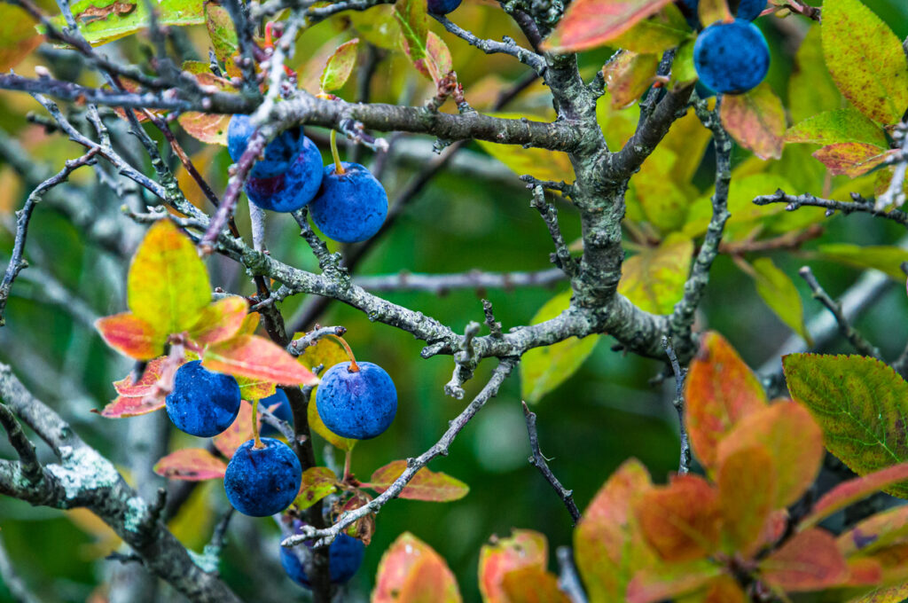Wild Beach Plums (prunus Maritima), American summer fruit flavors