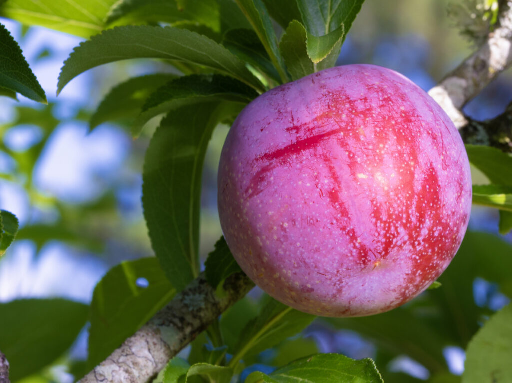 Bright Red Plum Growing On The Tree