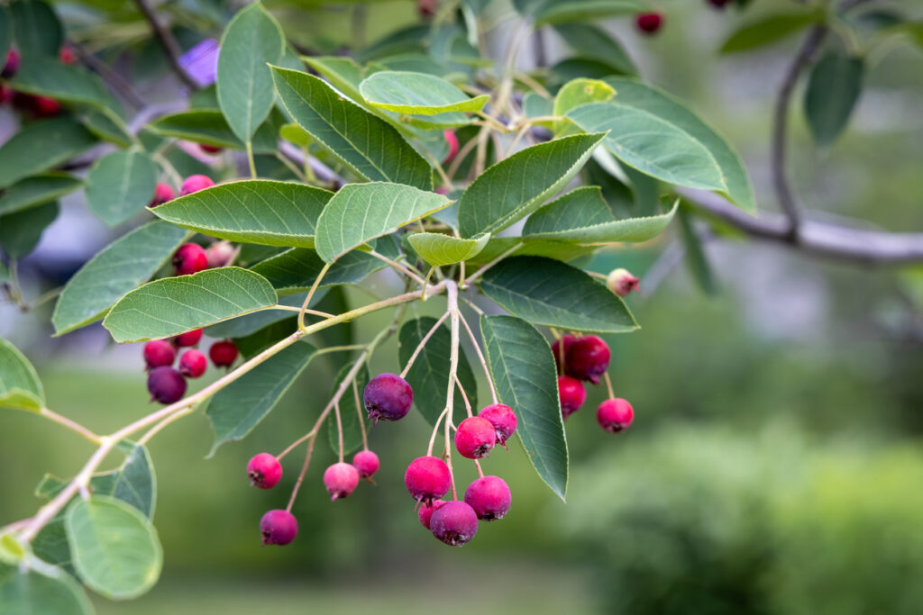 Serviceberry Tree Berries Texture Background