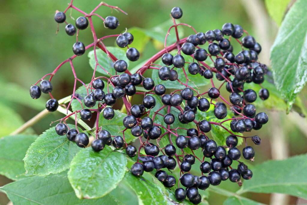 Elderberry (sambucus Berries) Tree With Fruit